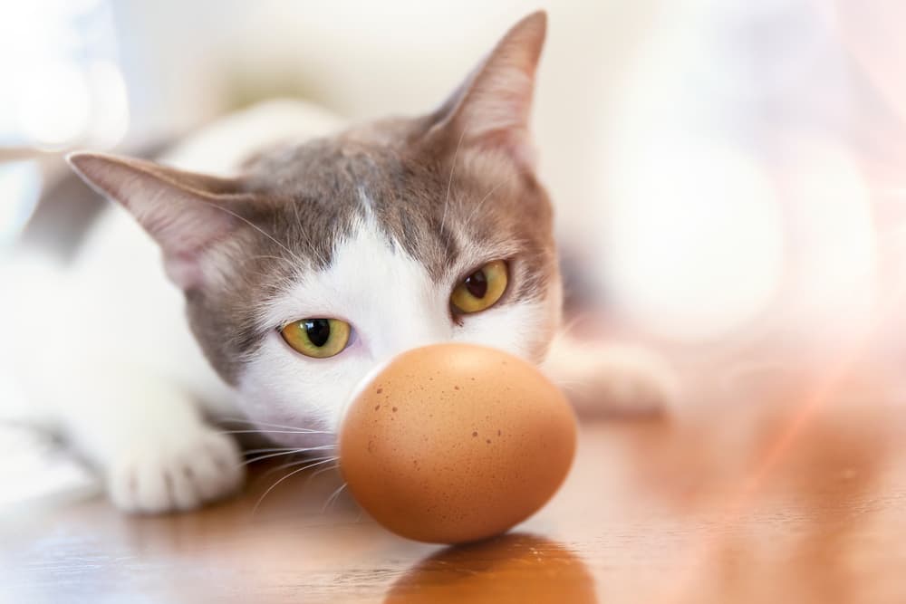 Can Cats Eat Eggs?
