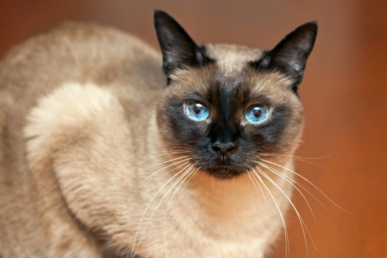 blue eyed Siamese cat