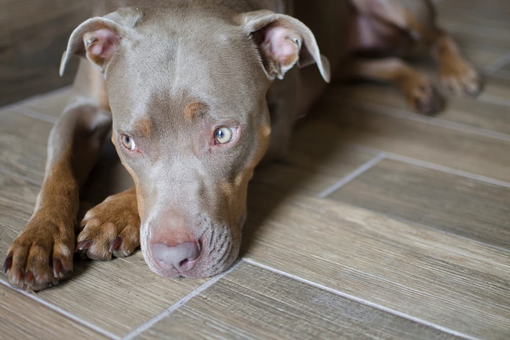 Dog looking sick on the ground on tile