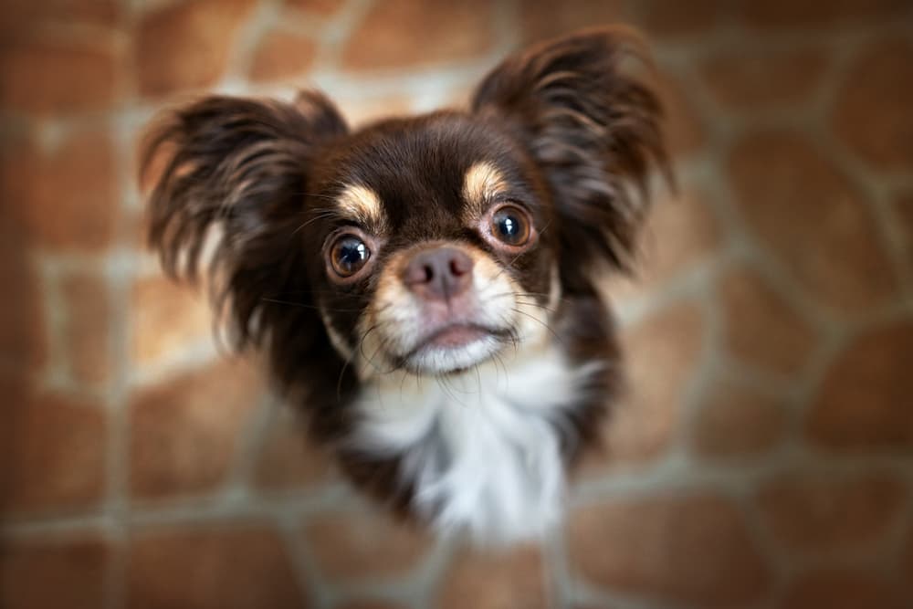 Cerenia for Dogs