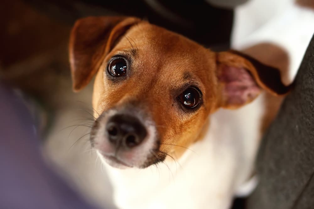 Dog looking up to camera looking sick