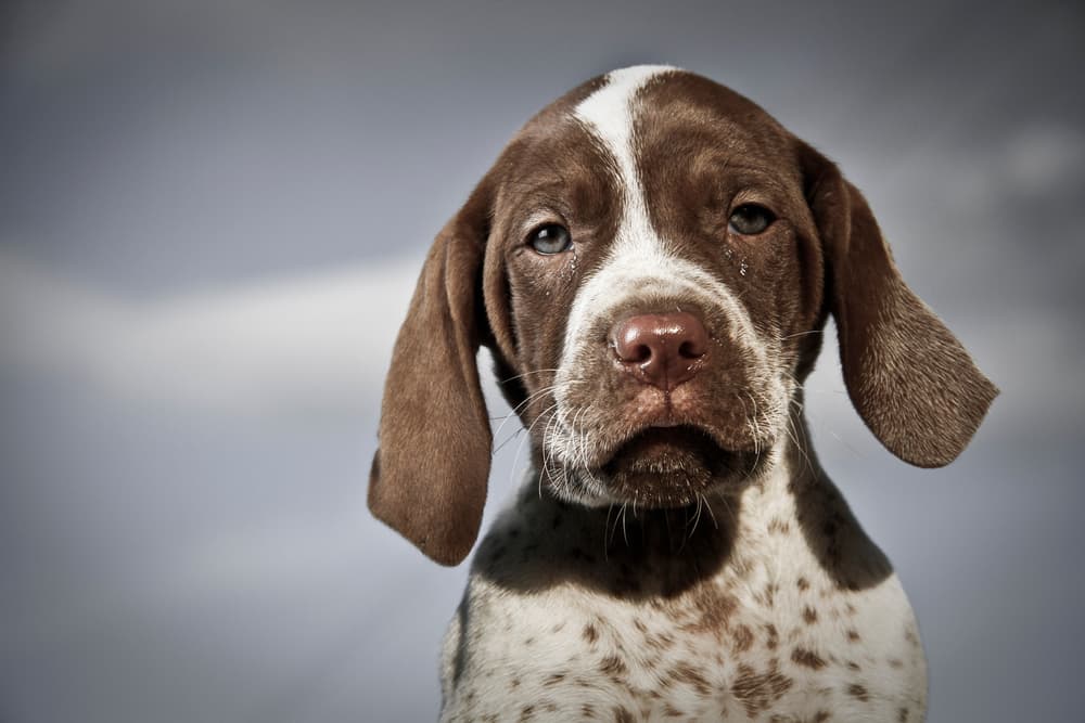 Dog looking nauseated