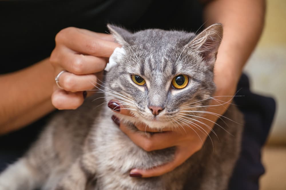 How to Clean a Cat’s Ears