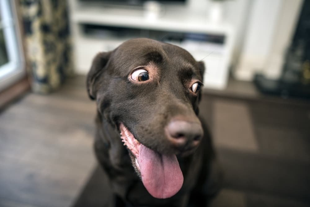 Anxious dog heavily panting