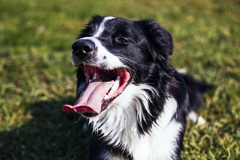 Dog Hyperventilating: Why it Happens and How to Help