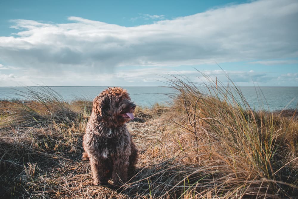 Dog walking on the beach on a very nice day