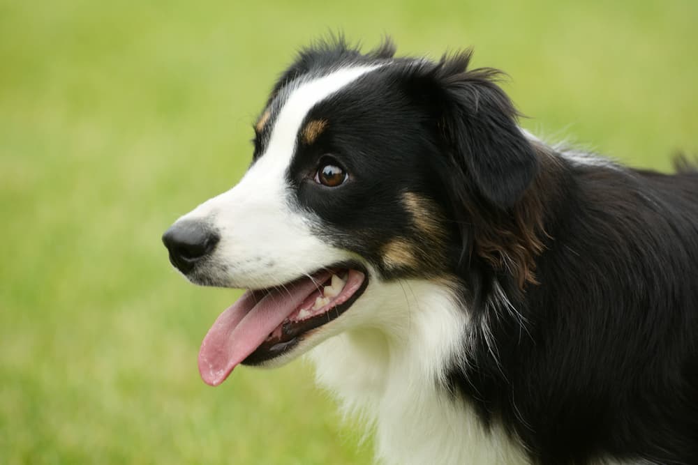 Dog heavily panting outside