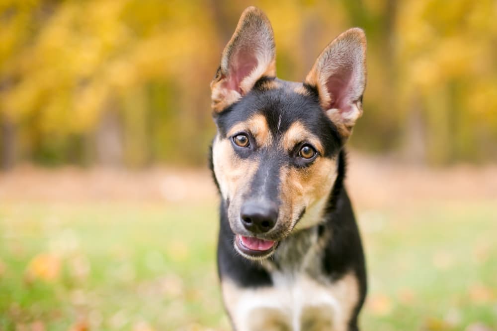 Dog head tilted looking to camera