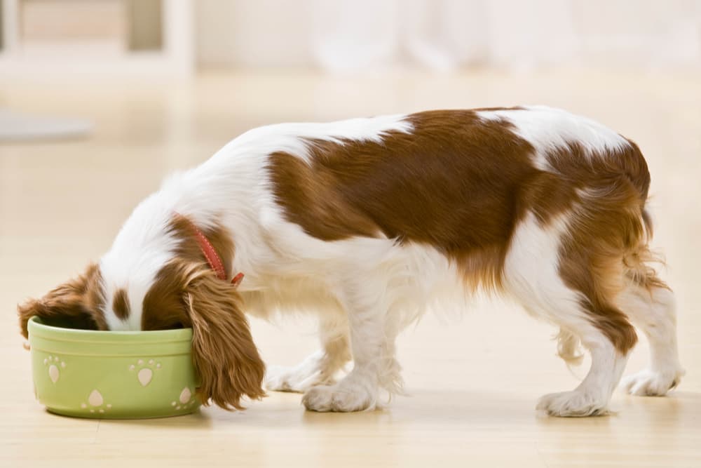 Dog eating out of dog bowl happily