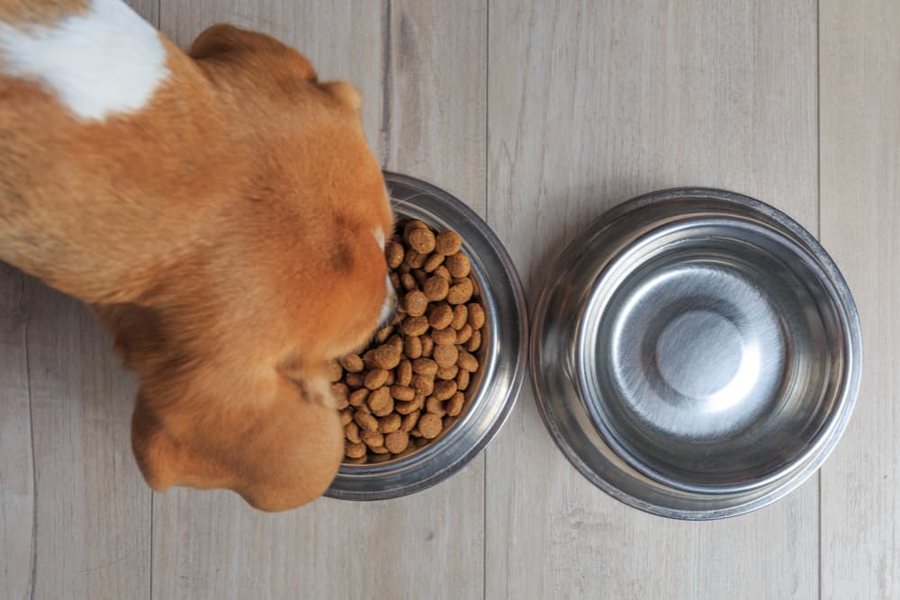 Low Phosphorus Dog Food: 4 Recommended Options