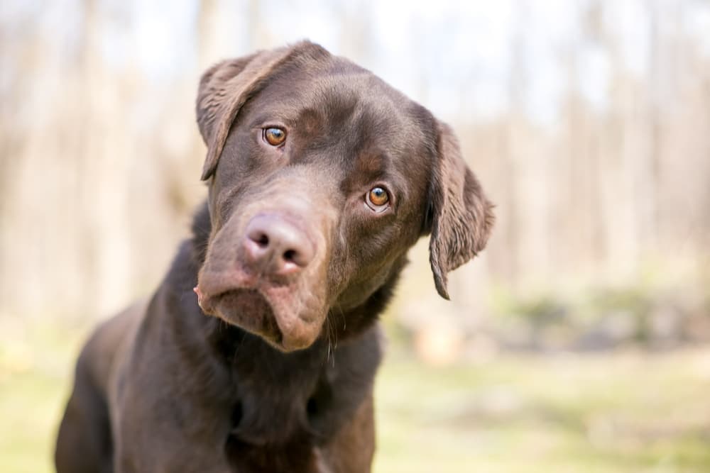 Dog head tilted wondering what is low phosphorus dog food
