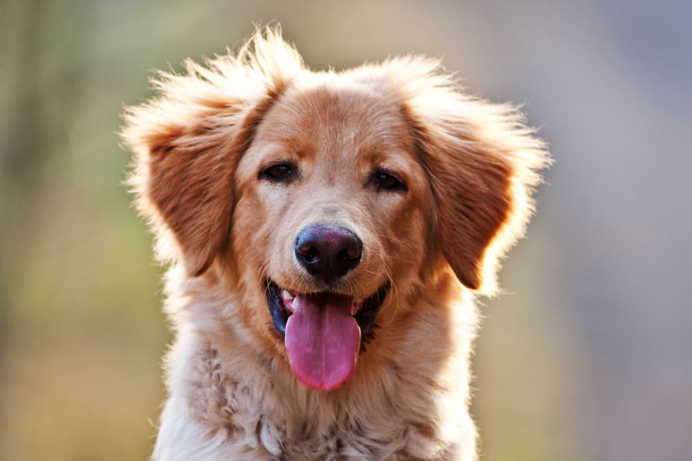 Cute dog smiling with a happy face
