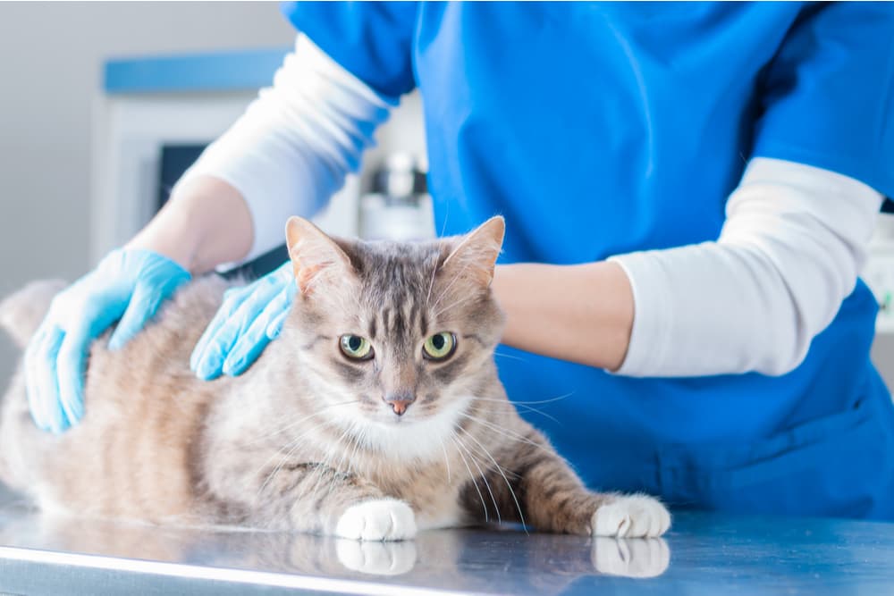 Cat at the vet having an exam