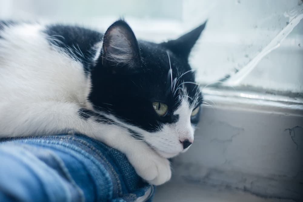 Miliary Dermatitis in Cats