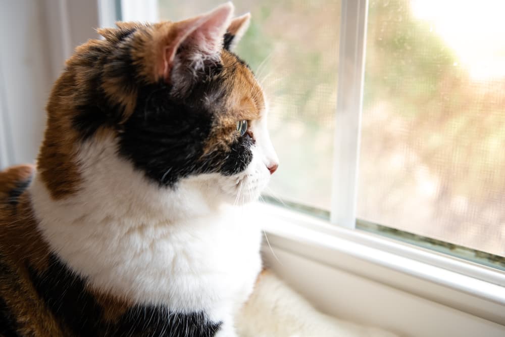 Cat looking out window by windowsill