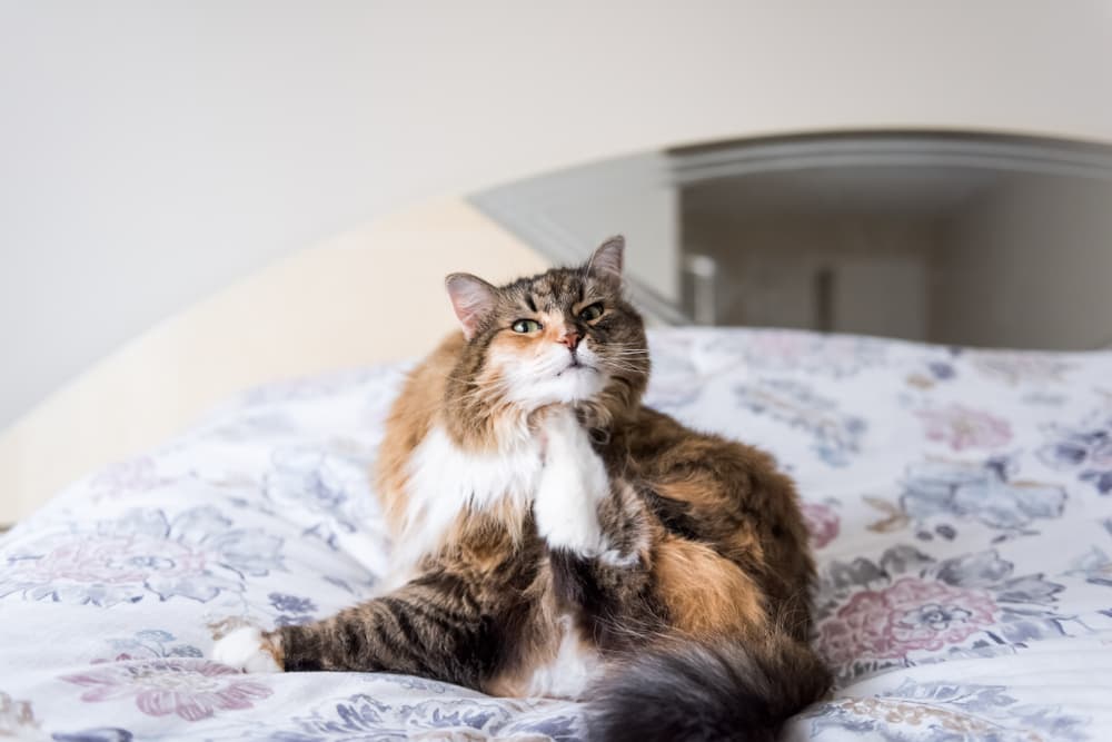 Cat itching body sitting on bed has miliary dermatitis