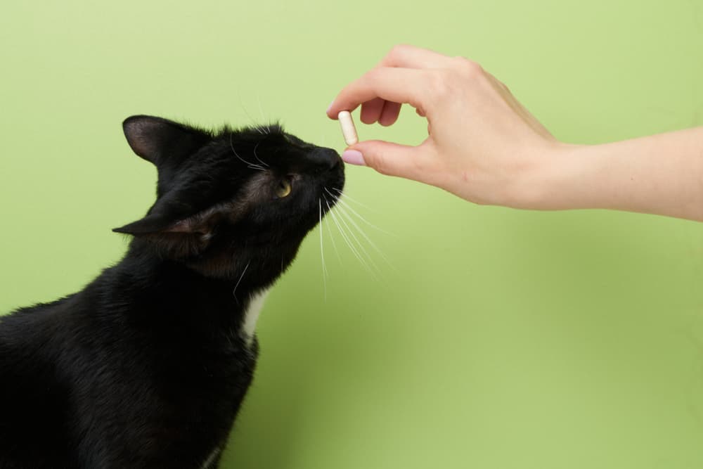 Cat taking a pill from the vet