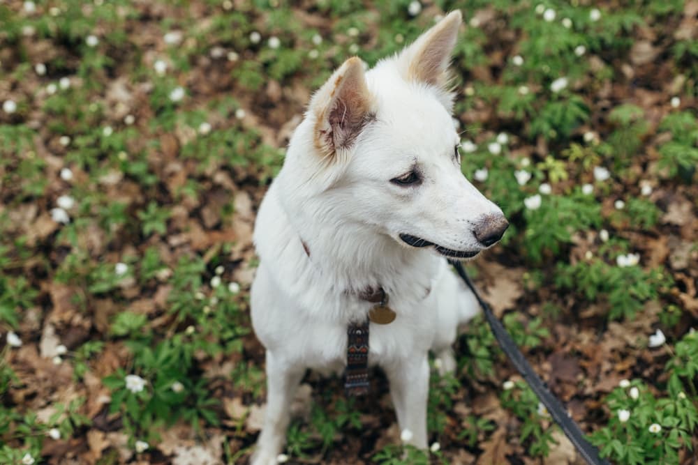 Tick Paralysis in Dogs