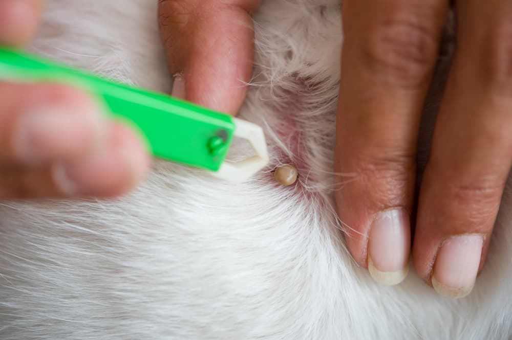 Removing tick off of dog fur