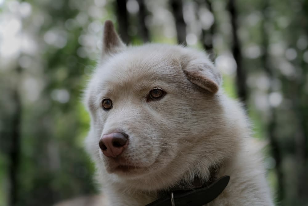 Dog face drooping outside
