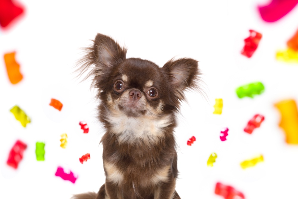 Can Dogs Eat Gummy Bears?