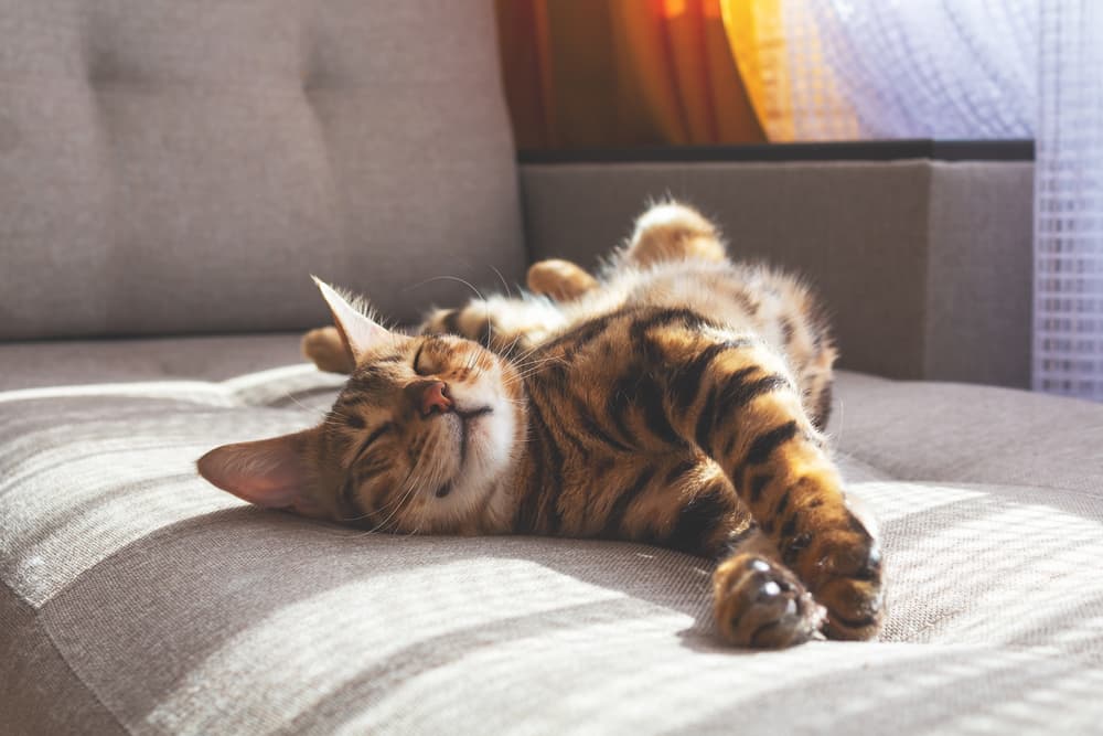 Cat stretching in the sunlight
