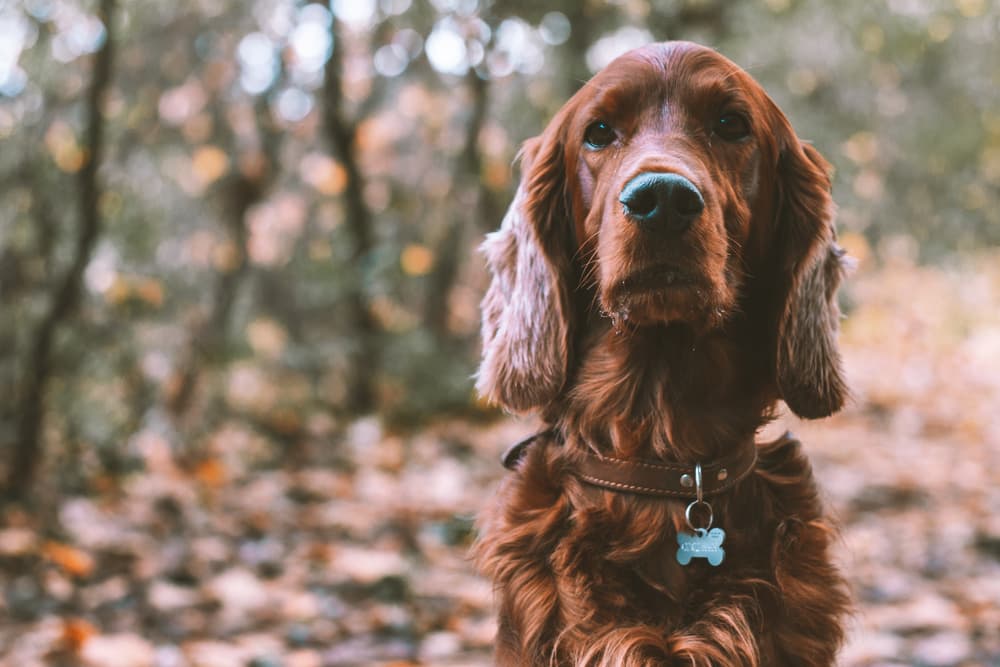 Dog nose running outside on a hike