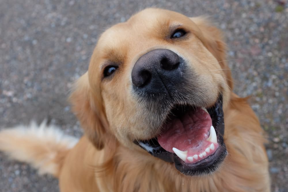 Close up of dog's smiling face and nose