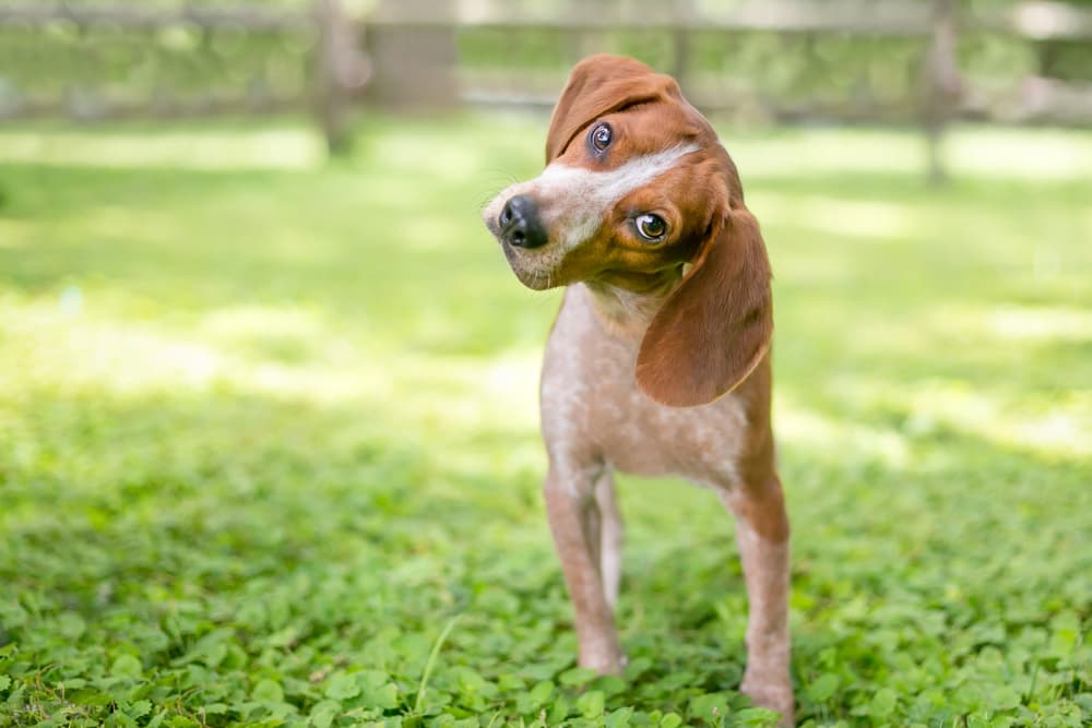 Dog with head tilt outside in the garden