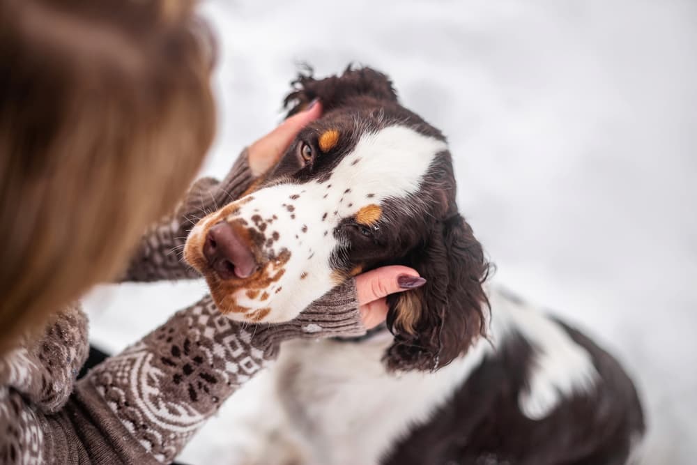 Owner holding sweet dog's face in their hands