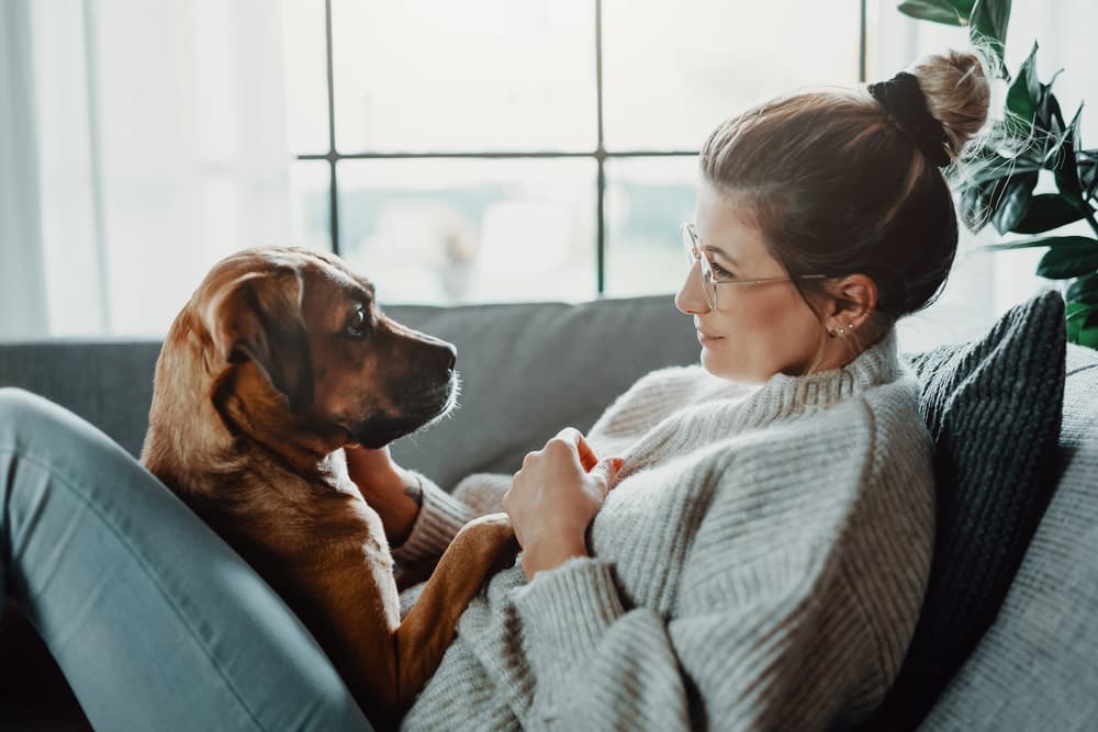 Can Humans Get Fleas From Dogs?