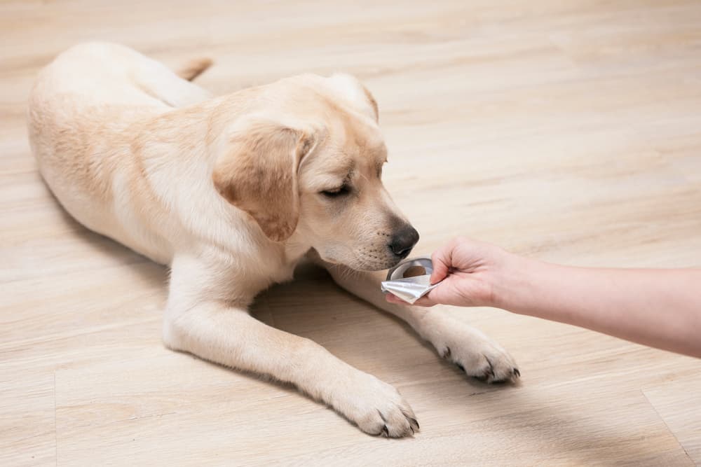 Dog getting flea and tick prevention chew