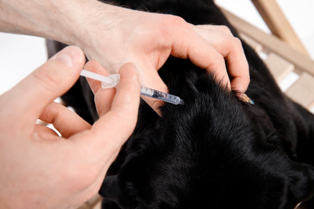 Giving the dog a shot of insulin