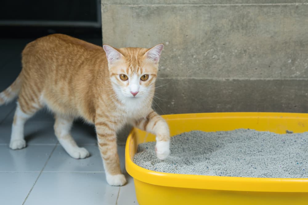 Cat approaching a litter box in the home