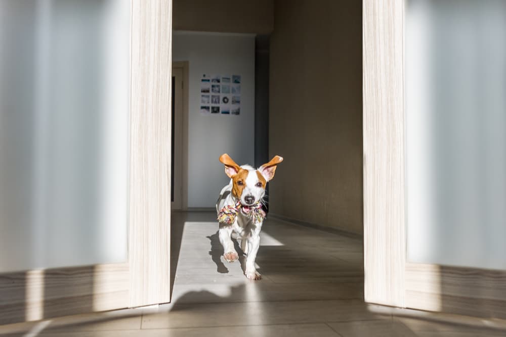 dog running around with roomies