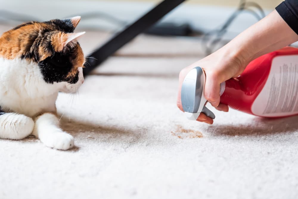 Spray cleaner on the carpet next to a cat who just sprayed