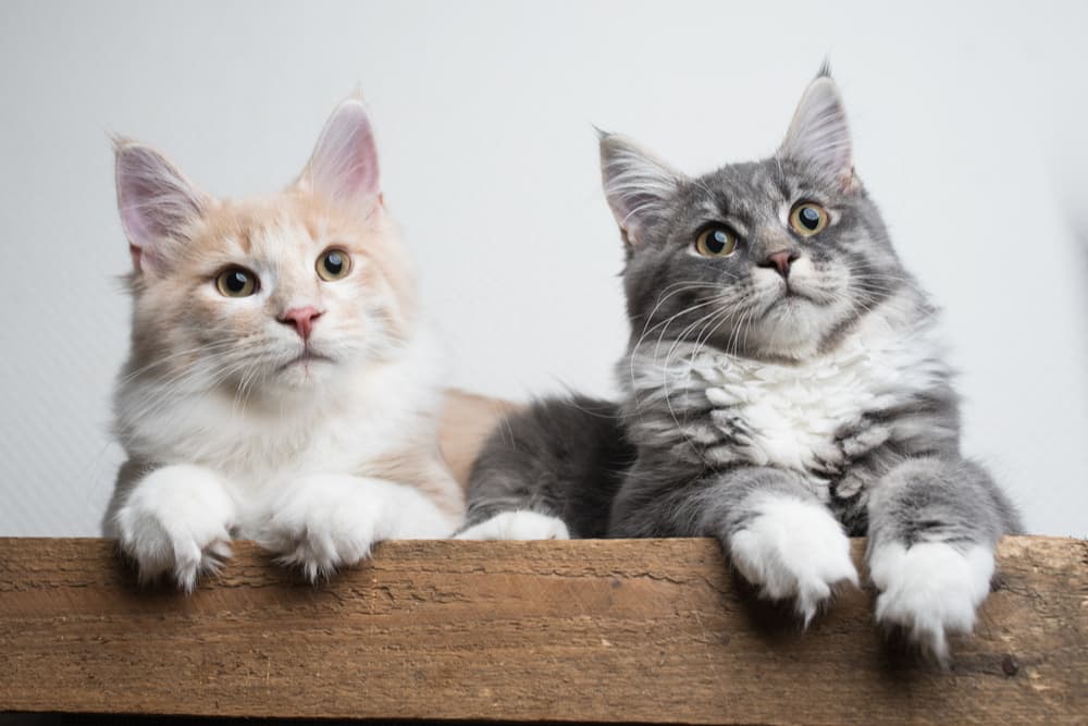 Two cats sitting on a wooden shelf in the home
