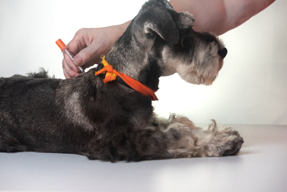 Dog getting a dose of insulin for dogs