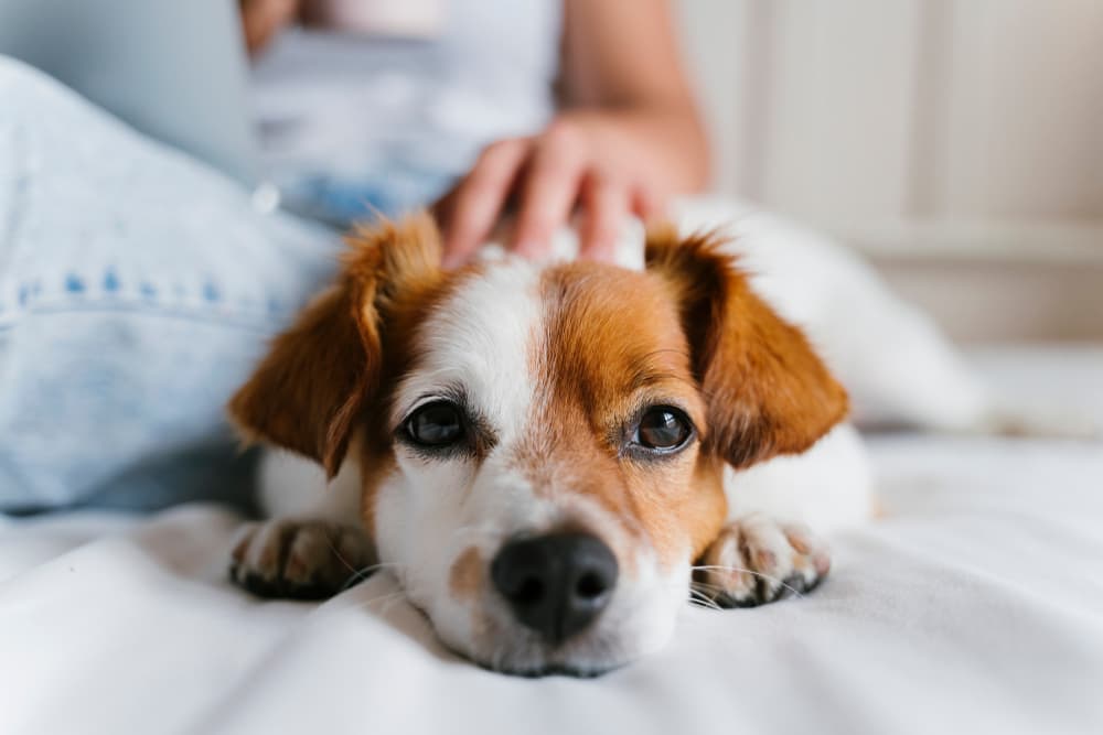 Sweet dog sitting with owner with hand on their head