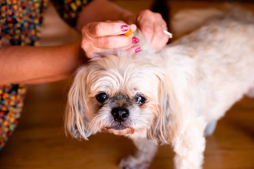 Insulin for Dogs