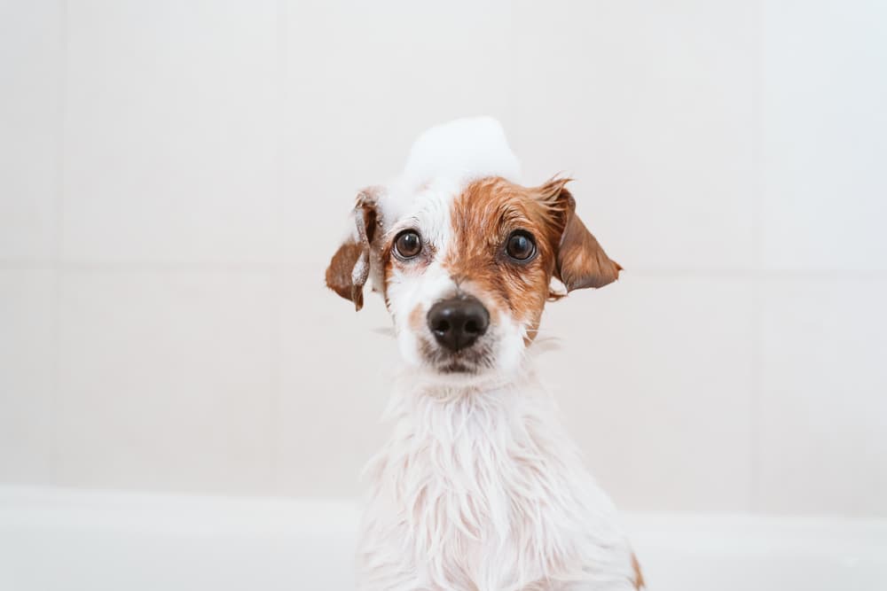 dog in the bathtub