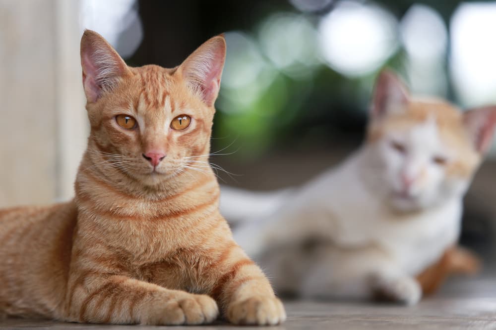 Cat in focus with another blurry cat in background behind