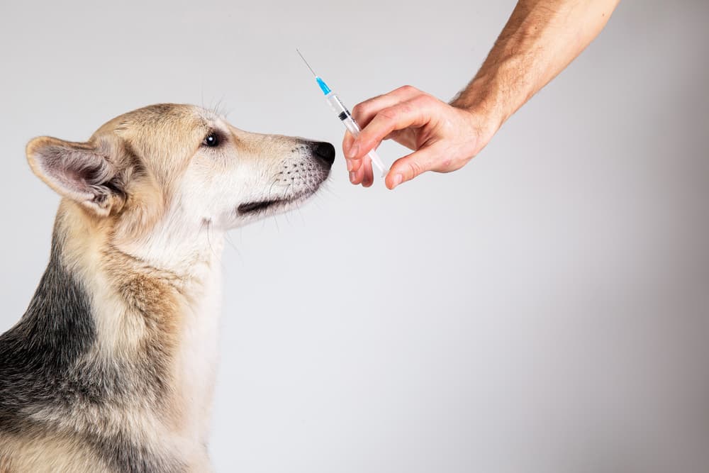 Happy dog next to a syringe of insulin for dogs