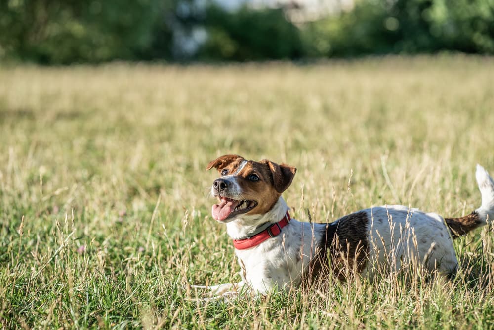 Dog outside in field
