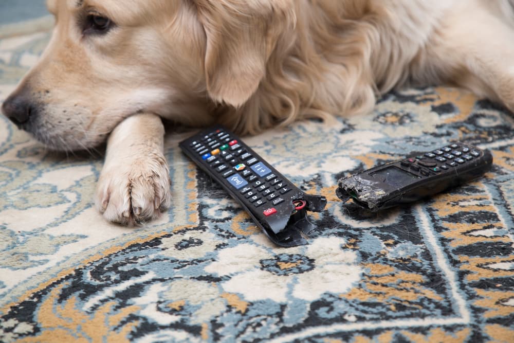 Dog chewing on remote in the home