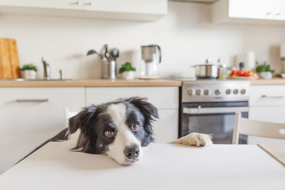 Dog in kitchen with head on table
