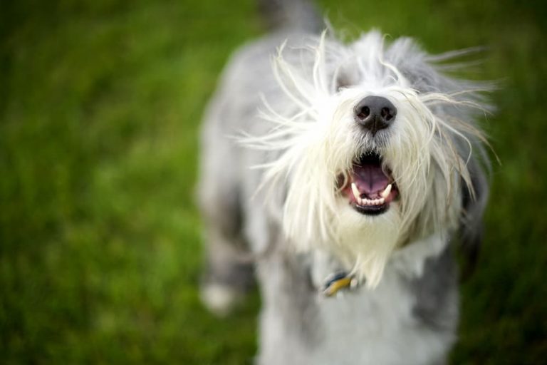 Bearded dog barking at owner