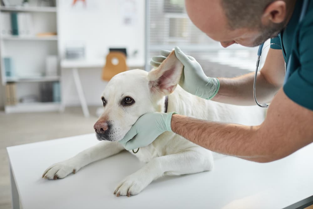 Dog at the vet having an exam