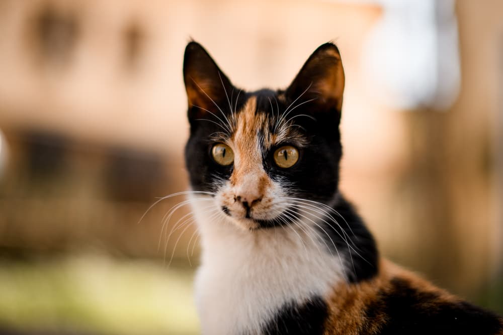Cat Spraying: Why It Happens and How to Stop It