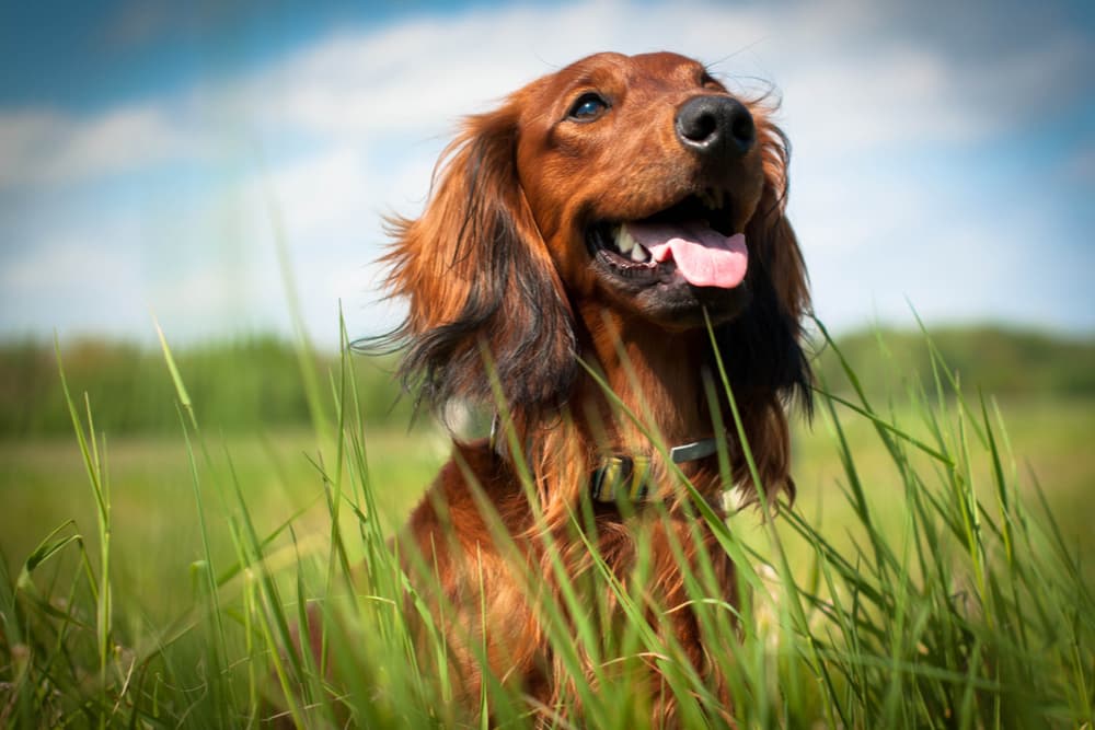 Happy dog in the meadow smiling